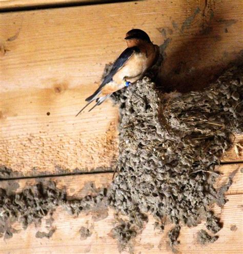 Resident Parasites Influence Appearance Evolution Of Barn Swallows