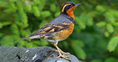 Photos And Videos For Varied Thrush All About Birds Cornell Lab Of