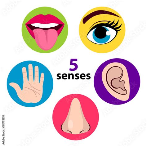 Set Of Five Human Senses Vision Eye Smell Nose Hearing Ear