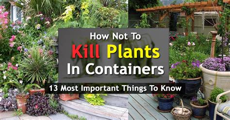 Instead of using chemicals to kill weeds, the tarps smother them naturally. How Not To Kill Plants In Containers, 13 Most Important ...