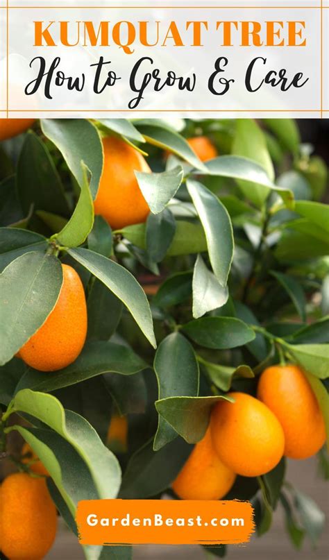 Growing Citrus Growing Fruit Growing Tree Growing Food Growing