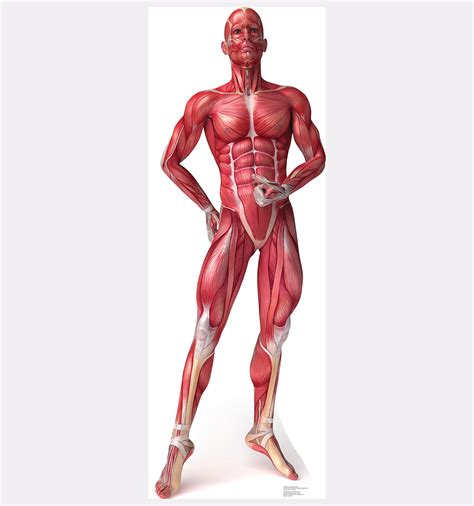 These muscles become very easy to identify once you know the names of the bones that they are attached to. Life-size Muscle System - Anatomy Cardboard Standup ...