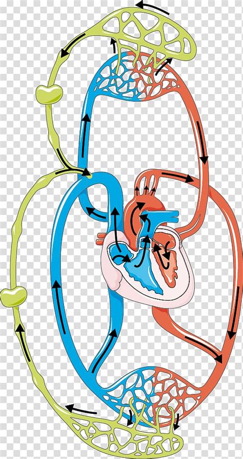 Circulatory System Lymphatic System