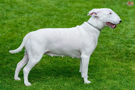 English Bull Terrier Dog Breed Facts Highlights And Buying Advice