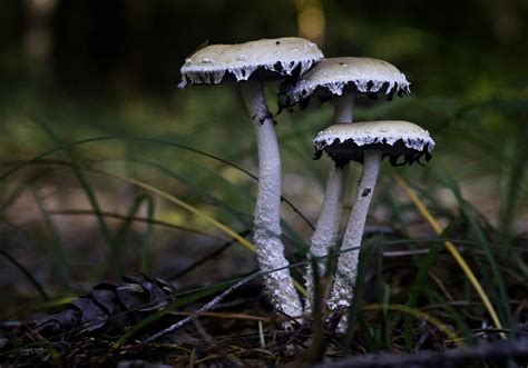 Stropharia Ambigua Photograph By Betty Depee Fine Art America