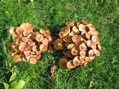 Common edible mushrooms of alabama. Honey Mushrooms - Identification | Walter Reeves: The ...
