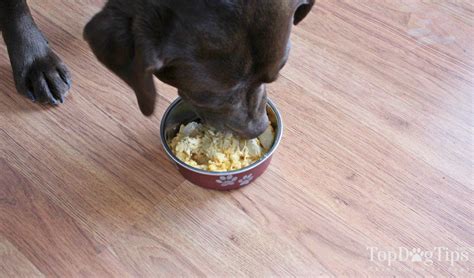 3) bland diet for dog diarrhea. Homemade Dog Food for Diarrhea | Dog food recipes ...