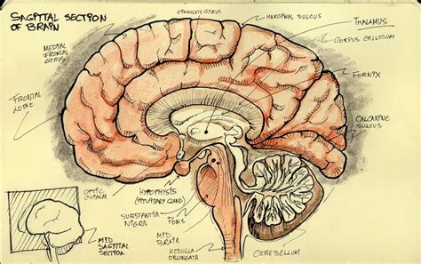 Pin By Ghela 1986 On Knowlege Brain Models Human Anatomy And