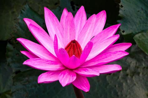 Purple Lotus Flower Stock Image Image Of Water Petal 139464859