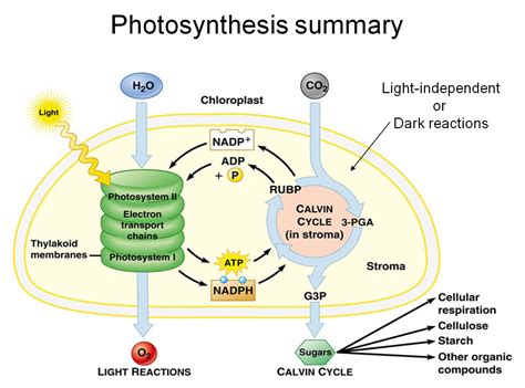 Mastering Biology Light Reactions Of Photosynthesis
