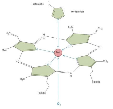 Structure Of Heme With The Additional Ligands In Hemoglobin Doccheck