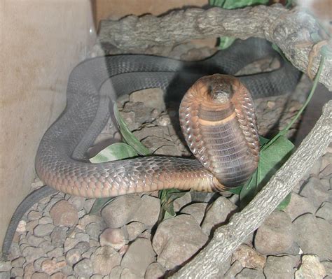 Egyptian Cobra Wikipedia