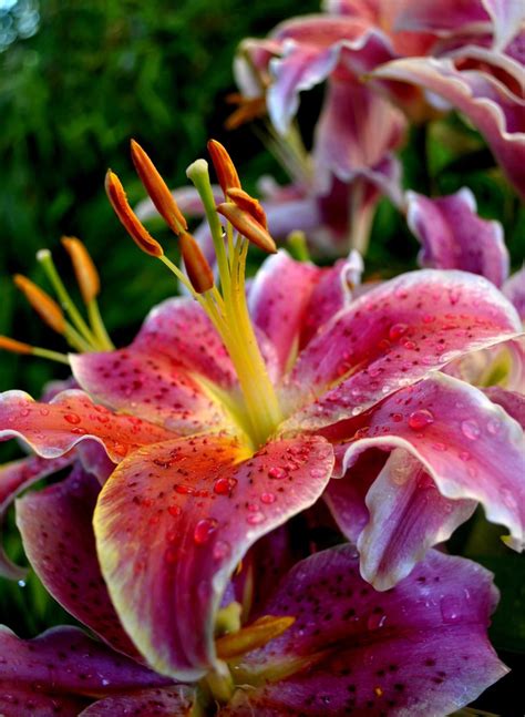 Types Of Lily Flowers With Pictures