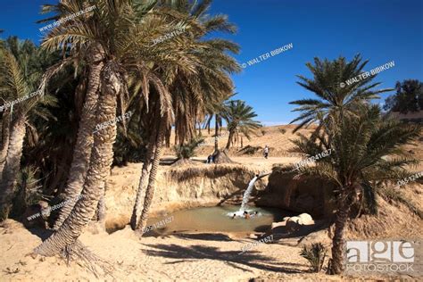 Tunisia The Jerid Area Tozeur Belvedere Rocks Oasis Springs Stock
