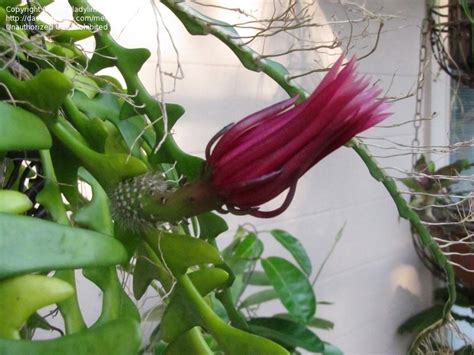 The fishbone cactus is an epiphytic plant, meaning that it grows on other plants. PlantFiles Pictures: Ric Rac Orchid Cactus, Fishbone ...