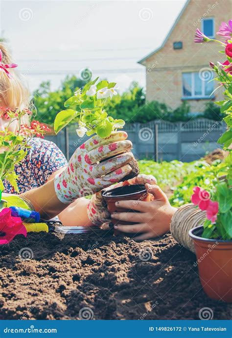 A Little Girl Is Planting Flowers The Young Gardener Stock Photo