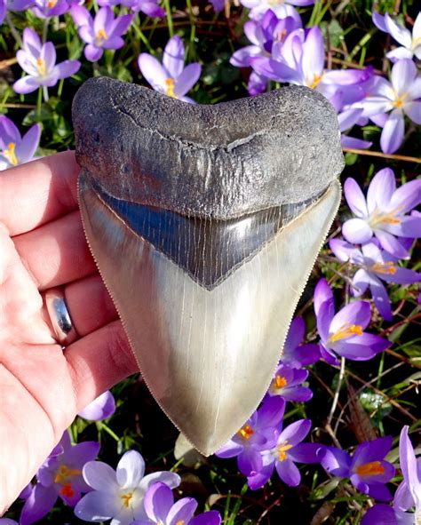 Ga Megalodon Tooth Members Gallery The Fossil Forum