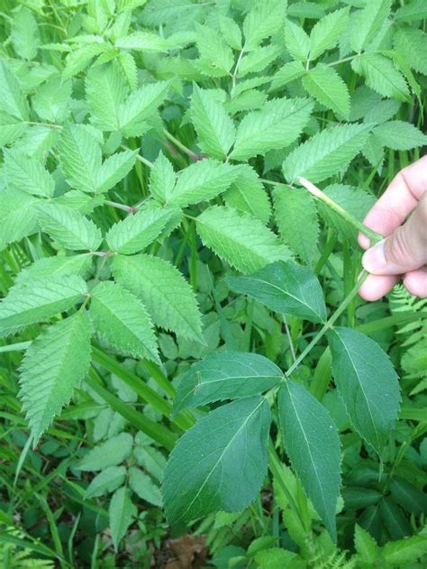 Elderberry Leaves Vs Water Hemlock Leaves Wildcrafting