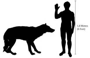 Talk:Dire wolf - Wikipedia