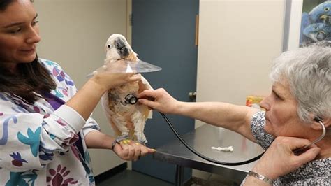 10000 Sick Birds Face Uncertain Future As Avian Hospital Struggles To