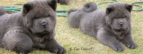 Bluechowchow Blue Chow Chow Puppies Rough And Smooth Fluffy