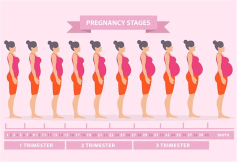 Pregnancy Body Changes Week 1 To Week 42