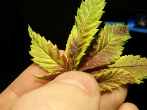 How Do I Make My Cannabis Purple Grow Weed Easy