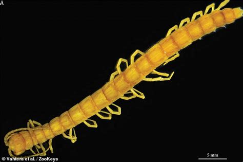 King Of The Cave Venomous Centipede Is Discovered At The Top Of The