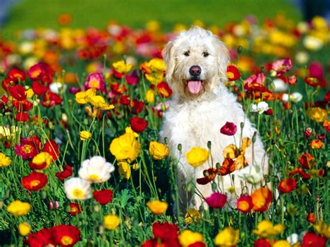 Free Spring Wallpaper With Dogs Wallpapersafari