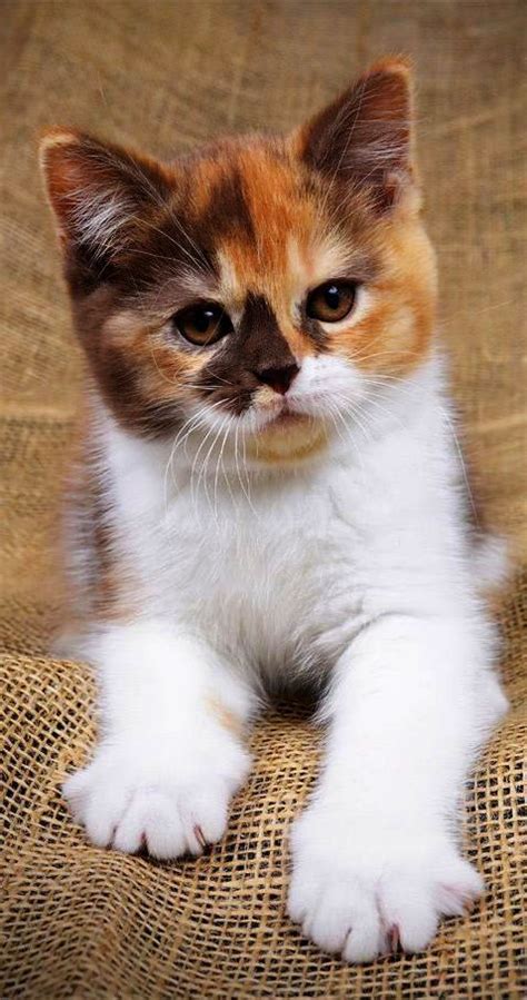 I live in middle , tn near clarksville but dickson, waverly, anywhere close is good enough if it doesn't charge $85 to spay my cat. Free Cats And Kittens Near Me where Cute Animals In ...