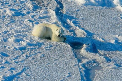 Russian Islands Declare State Of Emergency Over Polar Bear Invasion
