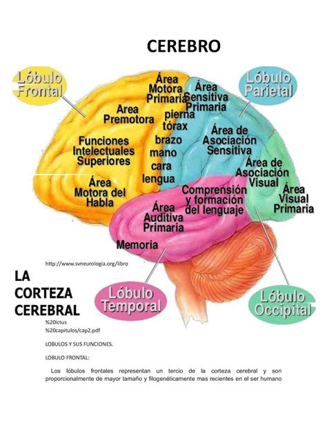 The Human Brain Is Labeled In Several Different Colors And Names With
