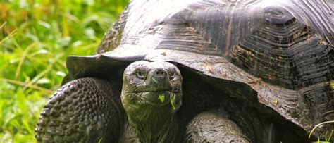10 Incredible Galápagos Tortoise Facts Wiki Point