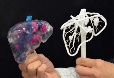 Us Researchers Use 3d Printed Structures To Mimic Human Organs