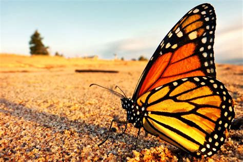 Le farfalle monarca allevate in cattività migrano Focus it