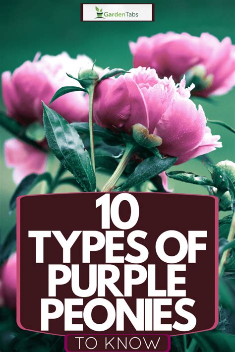 10 Types Of Purple Peonies To Know