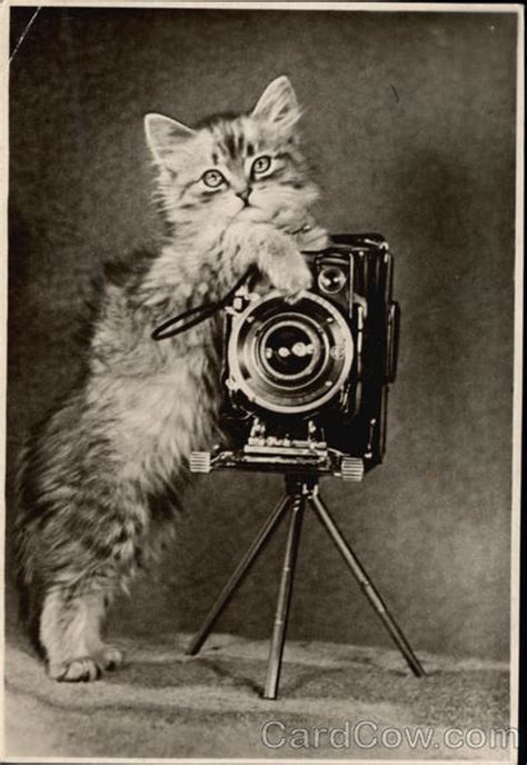 fluffy kitten holding  camera cats