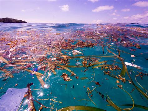 Shocking Photos Show Caribbean Sea Being Choked To Death By Human