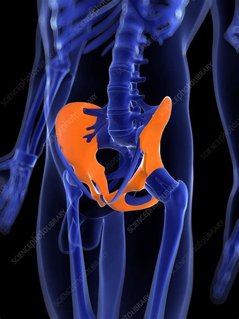 Hip Bones Artwork Stock Image F0048063 Science Photo Library