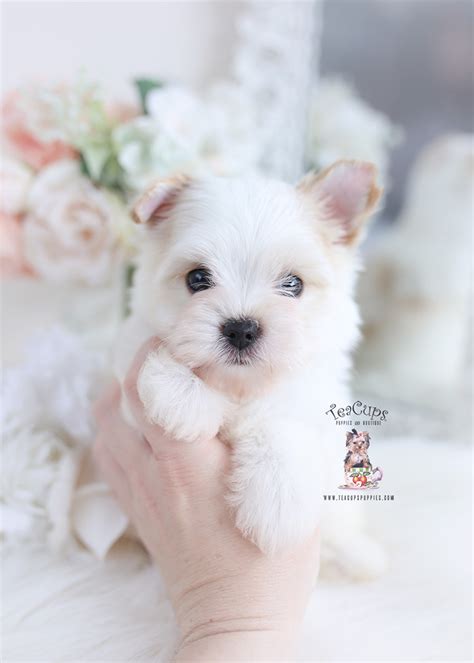 Biewer Yorkie Terrier Puppies For Sale Teacup Puppies And Boutique