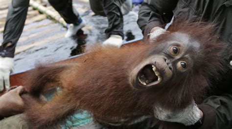 Young Orangutans Rescued From Indonesias Sungai Mantangais Jungle