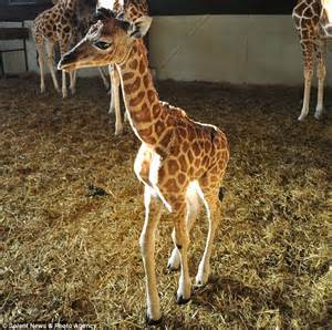 He¿s Tall For A New Born Baby Giraffe Is Latest