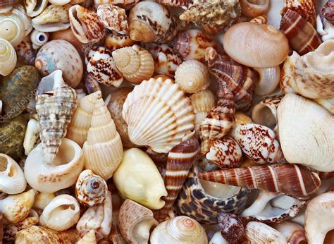 Pattern Of Cute Beautiful Colorful Seashells On Beach — Stock Photo