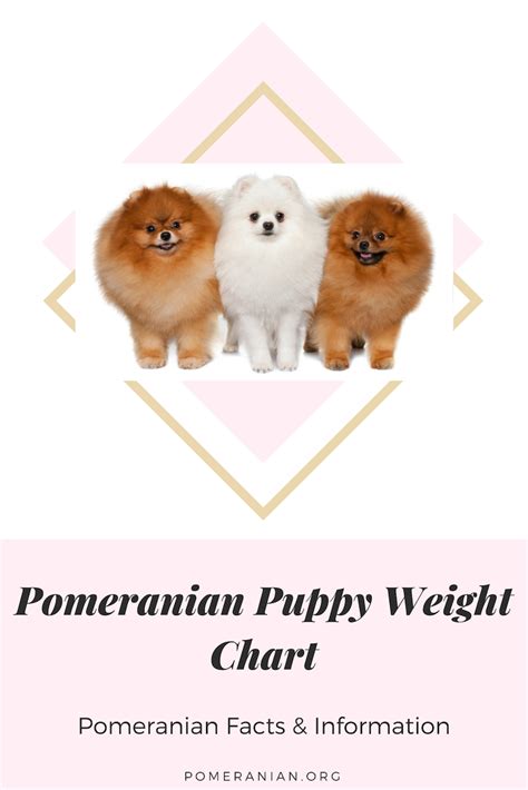 Use the dog size guide to measure the neck, back length, and chest. Pomeranian Weight Chart | Pomeranian, Puppy growth chart ...