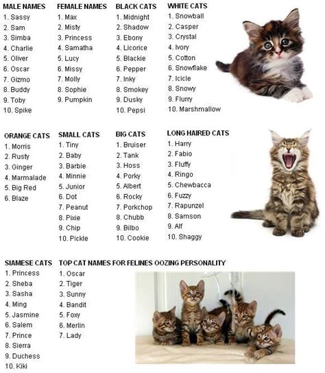 The list of cute cat names can help you find the purrfect name for your new cat or kitten. cat names | Cute cat names, Girl cat names, Cat names