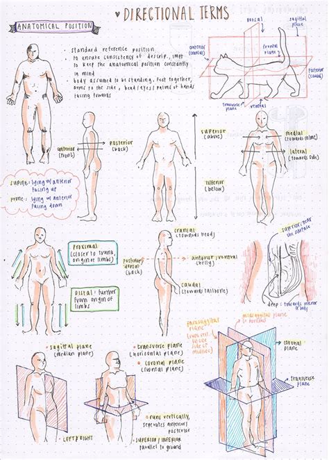 Anatomical Terminology Worksheet A Guide To Understanding Anatomy