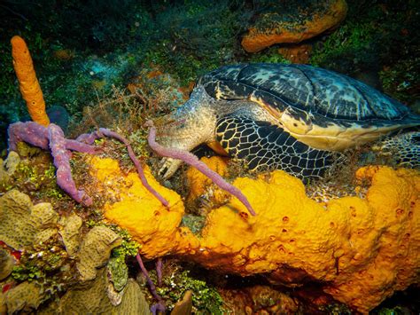 Hawksbill Turtle Eating Sea Sponges Cozumel Mexico R
