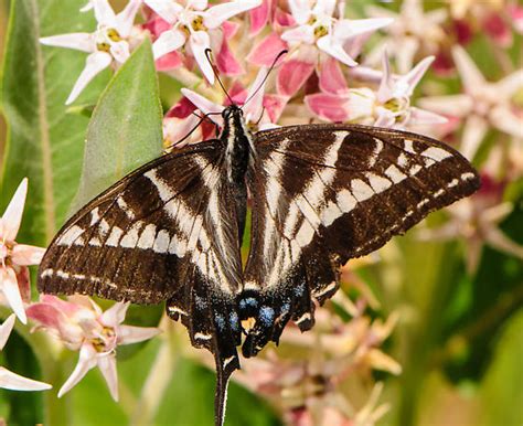 Swallowtail On Milkweed Papilio Eurymedon Bugguide Net
