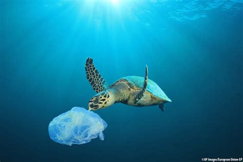 Plastic Oceans Meps Back Eu Ban On Polluting Throwaway Plastics By