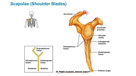 Appendicular Skeleton Pectoral Girdle And Upper Extremities Youtube